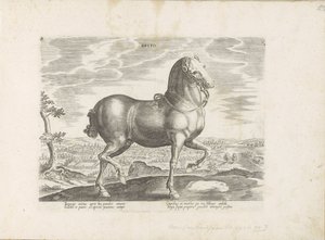 Pár v Anglii Brito (název na objektu) Paardenrassen uit de Koninklijke stallen van Don Juan van Oostenrijk (název série) Kůň, ve kterém se vybírají všechny druhy šlechticů: chování koní rozlišených z různých částí světa (...) (název série na obje od Anonymous