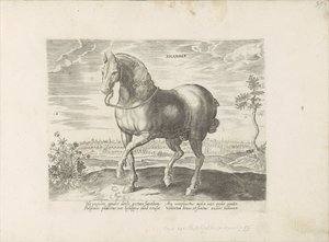 Pár uit Gelre Sicamber (název na objektu) Paardenrassen uit de Koninklijke stallen van Don Juan van Oostenrijk (název série) Kůň, ve kterém se vybírají všechny druhy šlechticů: chování koní rozlišených z různých částí světa (...) (název série na obje od Anonymous