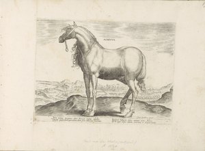 Paard z Řecka Achivus (název na objektu) Paardenrassen uit de Koninklijke stallen van Don Juan van Oostenrijk (název série) Kůň, ve kterém se vybírají všechny druhy šlechticů: chování koní rozlišených z různých částí světa (...) (název série na od Anonymous