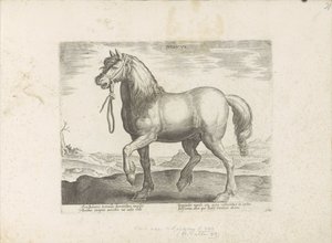Paard uit Gulik (Juliacus) Julia (název na objektu) Paardenrassen uit de Koninklijke stallen van Don Juan van Oostenrijk (název série) Kůň, ve kterém jsou všechny druhy šlechticů: vybraní z různých částí světa vyznačující se chováním koní (...) (série od Anonymous