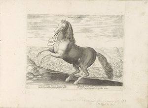 Paard uit Napels neapolština (název na objektu) Paardenrassen uit de Koninklijke stallen van Don Juan van Oostenrijk (název série) Kůň, ve kterém se vybírají všechny druhy šlechticů: chování koní rozlišených z různých částí světa (...) (název série na od Anonymous