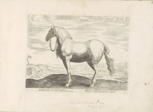 Pár v severní Itálii Insuber (název na objektu) Paardenrassen uit de Koninklijke stallen van Don Juan van Oostenrijk (název série) Kůň, ve kterém se vybírají všechny druhy šlechticů: chování koní rozlišených z různých částí světa (...) (název série o od Anonymous