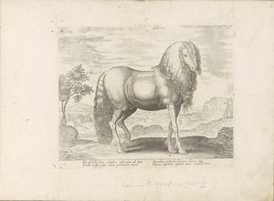Paard uit Roemenië (holandština) Dacus (titul na objektu) Paardenrassen uit de Koninklijke stallen van Don Juan van Oostenrijk (název série) Kůň, ve kterém se vybírají všechny druhy šlechticů: chování koní rozlišených z různých částí světa (...) (název sér od Anonymous