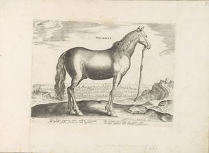 Pár v Thessalië Thessaly (název na předmětu) Paardenrassen uit de Koninklijke stallen van Don Juan van Oostenrijk (název série) Kůň, ve kterém se vybírají všechny druhy šlechticů: chování koní rozlišených z různých částí světa (...) (název série na od Anonymous