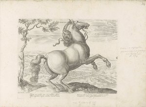 Paard uit Toscane Toskánsko (název na objektu) Kůň, ve kterém se vybírají všechny druhy šlechticů: chování koní rozlišených z různých částí světa (...) (název série na předmětu) od Anonymous