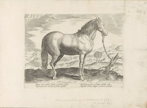 Pár uit Turkije turečtina (název na objektu) Paardenrassen uit de Koninklijke stallen van Don Juan van Oostenrijk (název série) Kůň, ve kterém se vybírají všechny druhy šlechticů: chování koní rozlišených z různých částí světa (...) (název série na obje od Anonymous