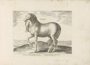 Paard van Sicilie Siculus (název na objektu) Paardenrassen uit de Koninklijke stallen van Don Juan van Oostenrijk (název série) Kůň, ve kterém se vybírají všechny druhy šlechticů: chování koní rozlišených z různých částí světa (...) (název série na obj. od Anonymous