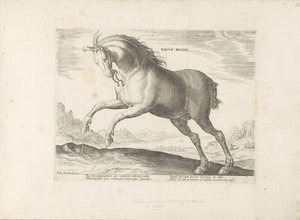 Paard van het ras Royal Horse (de Koninklijke) Královský kůň (titul na předmětu) Paardenrassen uit de Koninklijke stallen van Don Juan van Oostenrijk (název série) Kůň, ve kterém jsou všechny druhy šlechticů: vyznačují se chováním koní z různých částí svět od Anonymous