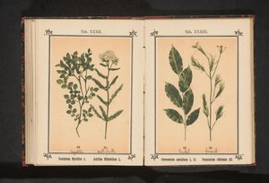 Bylina červeného santalového dřeva a fenyklu Pterocarpus santalinus L. fil. Foeniculum officinale Al.. (název na objektu) od Anonymous