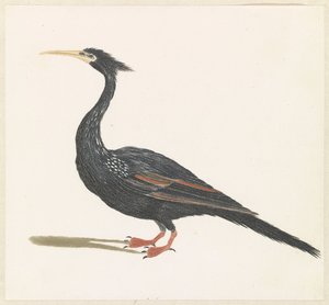 Slangenhalsvogel od Anonymous