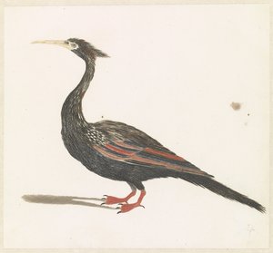 Hadí krk Vogel od Anonymous