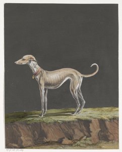 Stojící greyhound vlevo od Anonymous