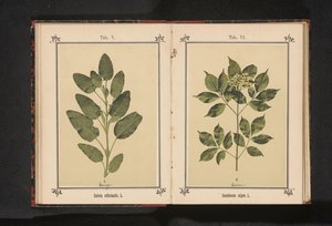 Větev skutečného mudrce Salvia officinalis. L. (název na objektu) od Anonymous