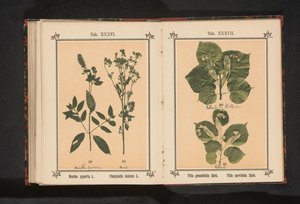 Větev letní lípy a větev zimní lípy Tilia grandifolia Ehrh. Tilia parvifolia Ehrh. (název na objektu) od Anonymous