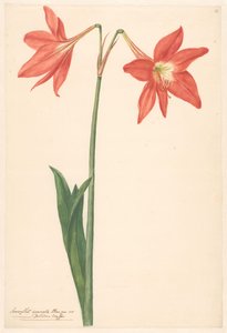 Děkuji van root amaryllis od Anonymous