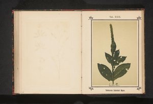 Toorts Verbascum Schraderi Meyer (název na objektu) od Anonymous