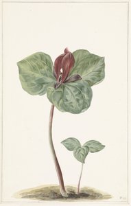 Trillium od Anonymous