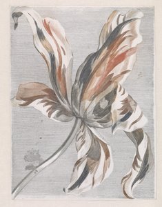 Tulipán od Anonymous