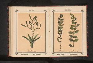 Vodní máta a meduňka Mentha aquatica L. Melissa officinalis L. (název na předmětu) od Anonymous