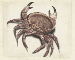 mořský krab Lombardské album (název série) od Anonymous