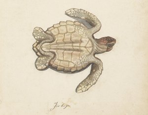 Mořská želva Tortugas (název na objektu) Lombardské album (název série) od Anonymous
