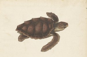 Zeeschildpad Tortugas - Eretmochelys imbricata / Želva Hawksbill / karetschildpad (název na předmětu) Lombardské album (název série) od Anonymous