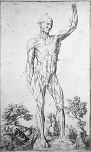 Anatomická studie lidského svalového systému (rytina od Anonymous Anonymous