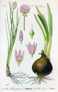 Botanická deska: Allium schoenoprasum (pažitka) a allium cepa (cibule). Deska 29. Soukromá sbírka od Anonymous Anonymous