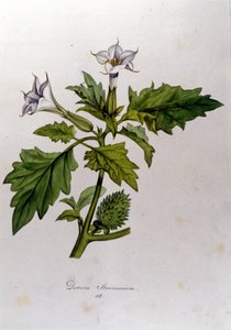 Botanická deska: Datura Stramonium (Datura stramoine nebo stramoine officinale). Rytina do „Flora Monacensis“ od Franze von Paula Schranka (1747-1835), německého přírodovědce, Monako 1816. od Anonymous Anonymous