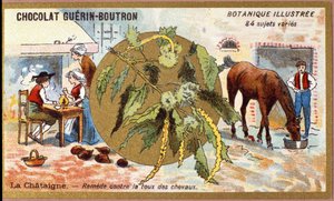 La Chestaigne: lék na kašel koní. Gravírování (chromo). Reklamní chromolitografie pro čokolády Guerin-Boutron, konec 19. století. Botanická řada Illustree. od Anonymous Anonymous