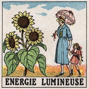 Světelná energie: slunečnice je ovlivněna slunečním zářením. Anonymní ilustrace z roku 1925. Soukromá sbírka. od Anonymous Anonymous