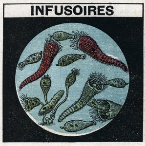 Světelná projekce: použití projekční lucerny k pozorování infuzorií. Anonymní ilustrace z roku 1925. Soukromá sbírka. od Anonymous Anonymous