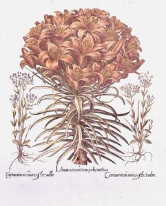 Lily a Centaurea, německy od Anonymous Anonymous