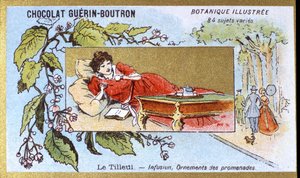 Lípa: nálev, ozdoby procházek. Gravírování (chromo). Reklamní chromolitografie pro čokolády Guerin-Boutron, konec 19. století. Botanická řada Illustree. od Anonymous Anonymous
