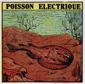 Fyziologické účinky elektra: elektrické ryby. Anonymní ilustrace z roku 1925. Soukromá sbírka. od Anonymous Anonymous