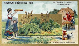 Rebarbora: ruské jídlo a léky. Gravírování (chromo). Reklamní chromolitografie pro čokolády Guerin-Boutron, konec 19. století. Botanická řada Illustree. od Anonymous Anonymous