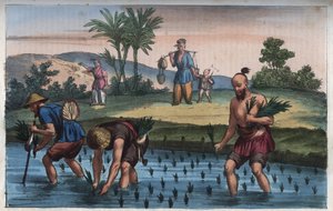 Rýžová plantáž, Čína (rýže la) - rytina z „“ Zvyků a tradic všech národů vesmíru. Tedy Dějiny vlády, zákonů, milicí, náboženství všech národů od nejvzdálenějších dob až po současnost „1856 od Anonymous Anonymous