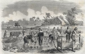 Pěstování rýže v Manile (Manilla) na Filipínách v roce 1864. (Pěstování rýže v Manille) Anonymní rytina. Soukromá sbírka. od Anonymous Anonymous