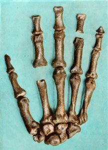Pravá ruka ženské kostry z prehistorického naleziště Ferrassie v Dordogne pocházející z období středního paleolitu. Gravírování soukromé sbírky od Anonymous Anonymous