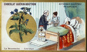 Brutnák, diaforetický. Gravírování (chromo). Reklamní chromolitografie pro čokolády Guerin-Boutron, konec 19. století. Botanická řada Illustree. od Anonymous Anonymous