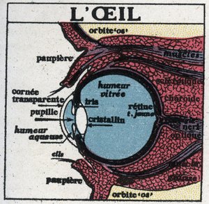 Oko: průřez lidským okem. Anonymní ilustrace z roku 1925. Soukromá sbírka. od Anonymous Anonymous
