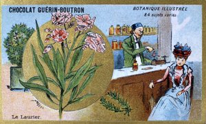 Vavřín. Gravírování (chromo). Reklamní chromolitografie pro čokolády Guerin-Boutron, konec 19. století. Botanická řada Illustree. od Anonymous Anonymous