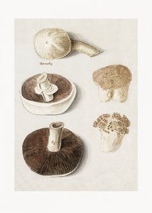 Hlíva polní (Agaricus campestris) – stojící exemplář od Anselmus Boëtius de Boodt