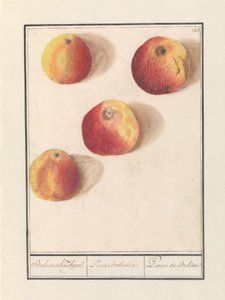 Jablko (Malus domestica) Bohémská přitažlivost. / Poma Bohemica. / Pomme de Bohême (název na objektu)