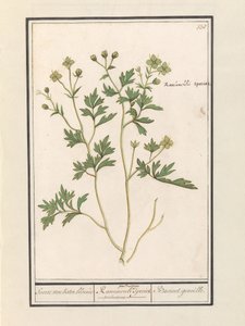pryskyřník (Ranunculus) Druh pryskyřník / Ranunculi palustris Druh. / Bacinet genoille. (název na objektu)