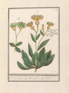 Centaurština (Centaurea) 1. velká chrpa. 2. Chrpa. / 1. Cijanus Major / 2. ditto vulgaris. / 1. Grande bluet. / 2. Bluet. (název na objektu)