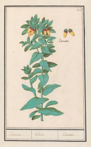 Cerinthe (Cerinthe major) Požadavky. / Požadavky. / Požadavky. (název na objektu)