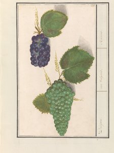 Druif (Vitis vinifera) Druijven. / uva Vulgaris. / Rozinky (název na objektu) od Anselmus Boëtius de Boodt