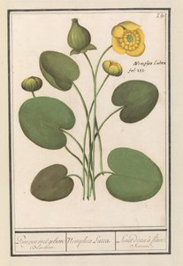 Žlutá floppy (Nuphar lutea) Lodičky se žlutými květy. / Nimphea Lutea. / Lunet d