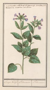 Plicník tečkovaný (Pulmonaria officinalis) Delší koření. / Plicnice. / Plicní. (název na objektu)